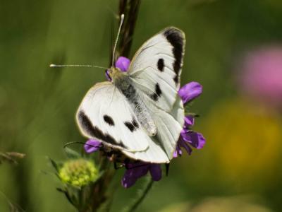 Piéride du Chou (La), Grande Piéride du Chou (La), Pieris brassicae (Linnaeus, 1758)