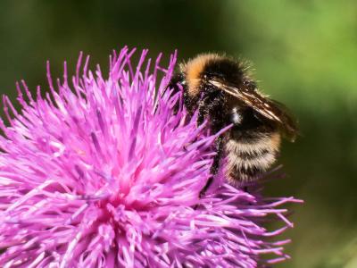  Bombus Latreille, 1802
