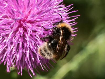  Bombus Latreille, 1802