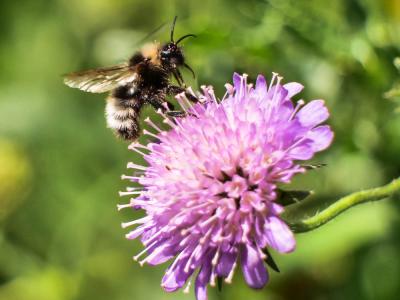  Bombus Latreille, 1802