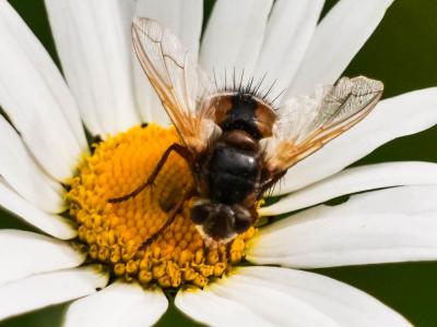  Tachina magnicornis (Zetterstedt, 1844)