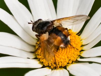  Tachina magnicornis (Zetterstedt, 1844)