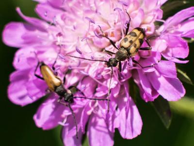 Lepture trapu Pachytodes cerambyciformis (Schrank, 1781)