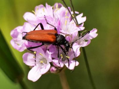 Lepture rouge sang Anastrangalia sanguinolenta (Linnaeus, 1760)