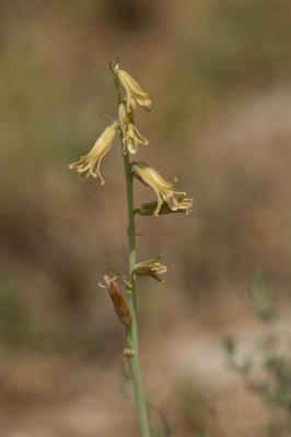 Dipcadi tardif Dipcadi serotinum (L.) Medik., 1790