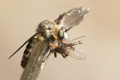  Asilidae Latreille, 1802