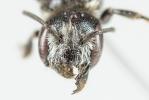  Osmia nasuta Friese, 1899