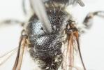  Osmia nasuta Friese, 1899