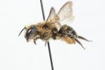  Osmia niveata (Fabricius, 1804)
