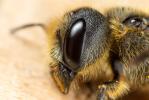  Osmia niveata (Fabricius, 1804)