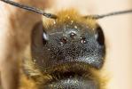  Osmia niveata (Fabricius, 1804)