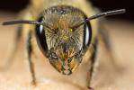  Osmia niveata (Fabricius, 1804)