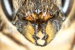  Osmia niveata (Fabricius, 1804)