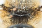  Osmia niveata (Fabricius, 1804)