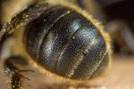  Osmia niveata (Fabricius, 1804)
