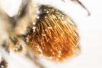  Osmia niveata (Fabricius, 1804)