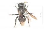  Osmia niveocincta Pérez, 1879