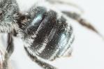  Osmia submicans Morawitz, 1870