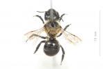  Osmia uncinata Gerstäcker, 1869