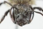  Osmia uncinata Gerstäcker, 1869