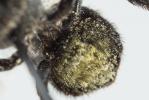  Osmia uncinata Gerstäcker, 1869