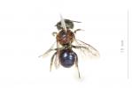 Osmia versicolor Latreille, 1811