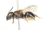  Osmia versicolor Latreille, 1811