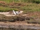 Avocette élégante Recurvirostra avosetta Linnaeus, 1758