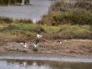 Avocette élégante Recurvirostra avosetta Linnaeus, 1758