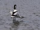 Avocette élégante Recurvirostra avosetta Linnaeus, 1758