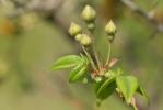 Rosier à petites fleurs, Églantier à petites fleur Rosa micrantha Borrer ex Sm., 1812