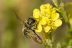  Osmia brevicornis (Fabricius, 1798)