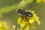  Osmia brevicornis (Fabricius, 1798)