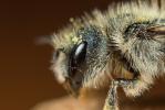  Osmia brevicornis (Fabricius, 1798)
