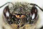  Osmia brevicornis (Fabricius, 1798)