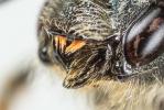  Osmia brevicornis (Fabricius, 1798)