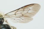  Osmia brevicornis (Fabricius, 1798)