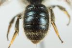  Osmia brevicornis (Fabricius, 1798)