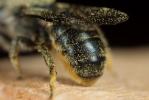  Osmia brevicornis (Fabricius, 1798)