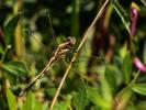  Orthetrum albistylum albistylum (Selys, 1848)