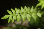 Cardamine impatiens, Cardamine impatiente, Herbe a Cardamine impatiens L., 1753