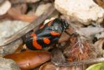  Cercopis sanguinolenta (Scopoli, 1763)