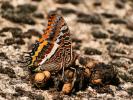 Nymphale de l'Arbousier (La), Jason (Le), Pacha à  Charaxes jasius (Linnaeus, 1767)