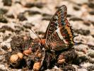 Nymphale de l'Arbousier (La), Jason (Le), Pacha à  Charaxes jasius (Linnaeus, 1767)