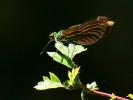 Caloptéryx vierge Calopteryx virgo (Linnaeus, 1758)
