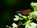 Caloptéryx vierge Calopteryx virgo (Linnaeus, 1758)