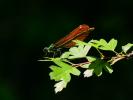 Caloptéryx vierge Calopteryx virgo (Linnaeus, 1758)