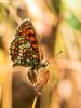 Mélitée du Mélampyre (La), Damier Athalie (Le) Melitaea athalia (Rottemburg, 1775)
