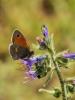 Fadet commun (Le), Procris (Le), Petit Papillon de Coenonympha pamphilus (Linnaeus, 1758)