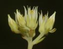 Orpin à pétales droits Sedum ochroleucum Chaix, 1785